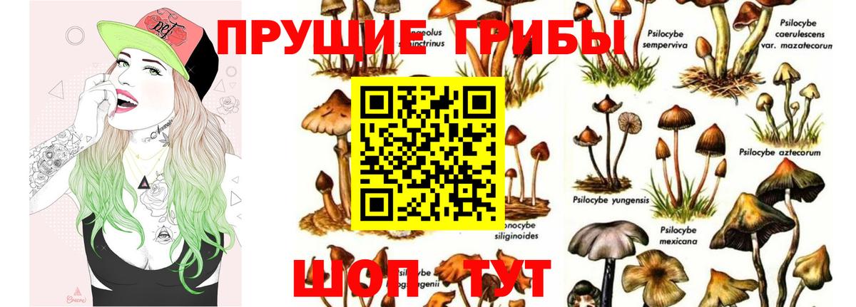 Псилоцибиновые грибы Cubensis Обь