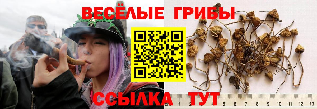 Псилоцибиновые грибы GOLDEN TEACHER  Вход с VPN  Обь 